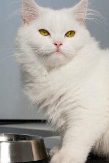 Cat Food - Wet vs Dry