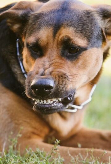 Dog Bite Prevention A Dog's Perspective