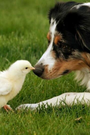 Farm Pups How to Best Take Care Of Your Dog
