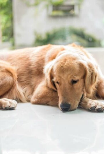 How to Know When It's Time to Put Your Pet to Sleep