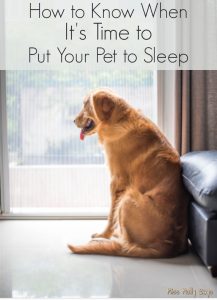 How to Know When It's Time to Put Your Pet to Sleep - Miss Molly Says