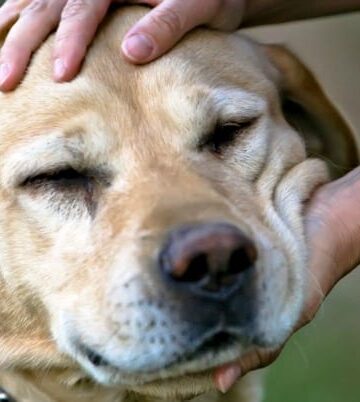 Pamper Your Pet - How To Spoil Your Dog Without Going Overboard