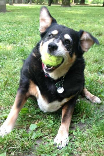 The Benefits of Adopting a Senior Dog