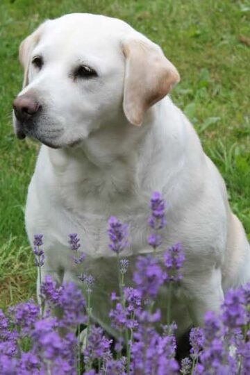 The Benefits Of Essential Oils For Dogs