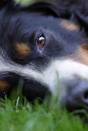 5 Ways to Protect your Pets from Fleas and Other Unwanted Pests