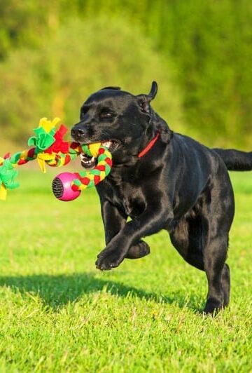 A Dog Owner's Guide to a Safe Summer