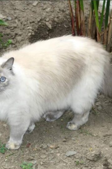 Everyday is a Great Cat Adventure for Daisy #MyGreatCat