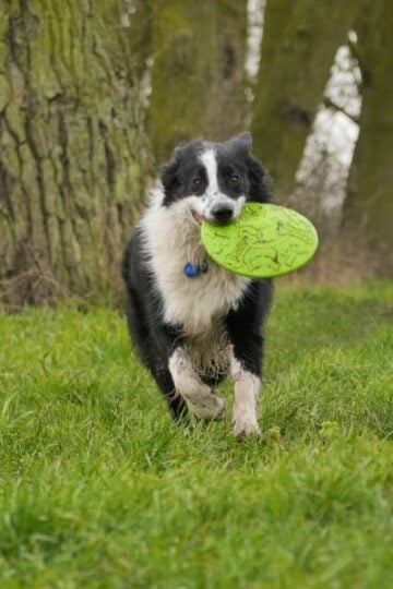 Great Activities You Can Do with Your Dog