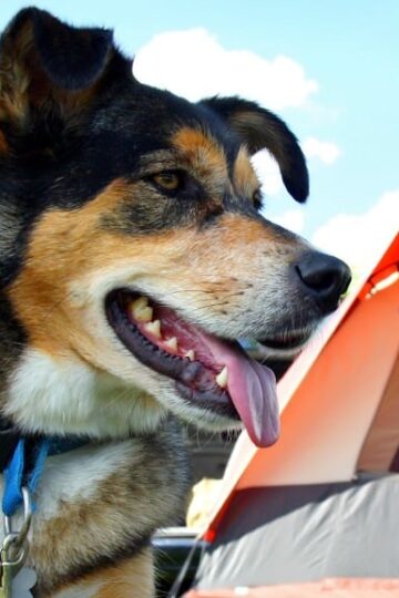 How to Have a Nice Camping Trip with Your Dog