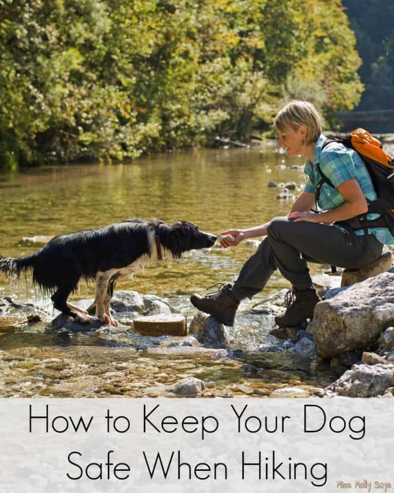How to Keep Your Dog Safe When Hiking Miss Molly Says