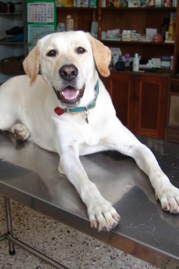 Incontinence in Young Dogs - Causes and How to Deal With It