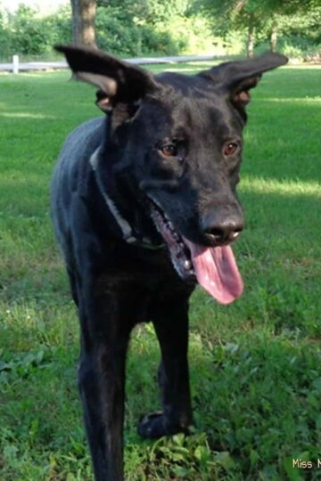 Black Dog Syndrome - Why Black Dogs Have Trouble Getting Adopted