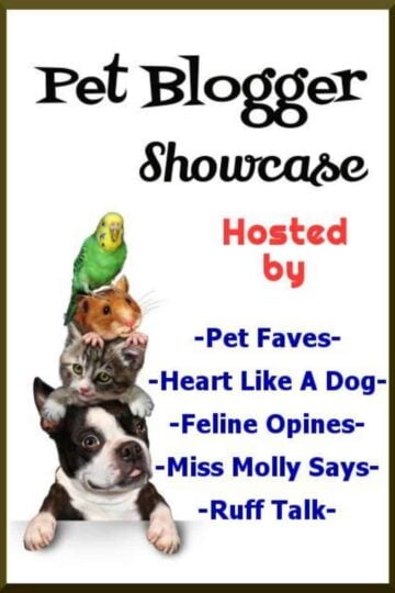 Pet Blogger Showcase
