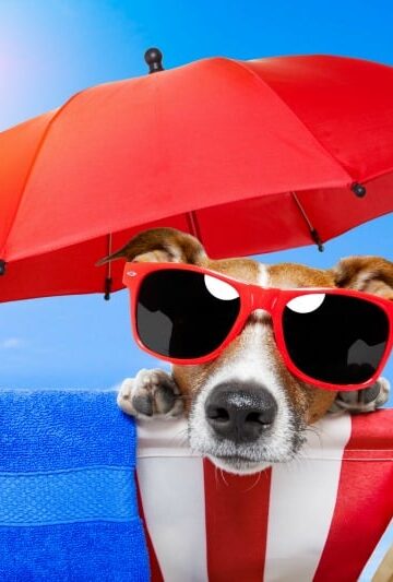Should You Bring Your Dog with You on Your Vacation
