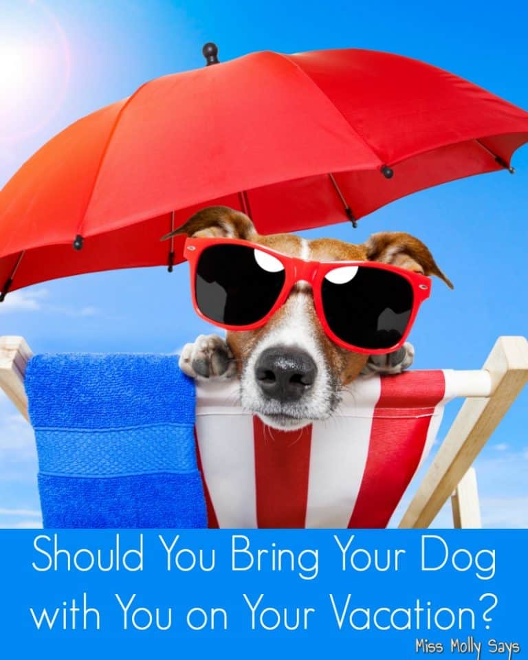 Should You Bring Your Dog with You on Your Vacation? Miss Molly Says