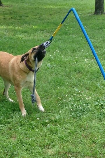 Tether Tug Dog Toy for Endless Hours of Play and Exercise!