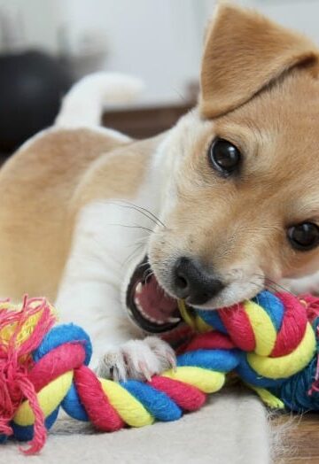 Make Your New Dog Feel Welcome