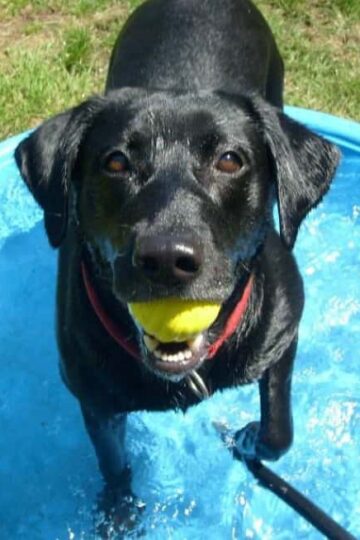 Dog Tales How to Help Your Pet Enjoy Every Adventure