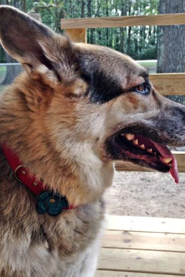 iQ Studio Leather Dog Collar and Leash Oozes Beauty and Quality