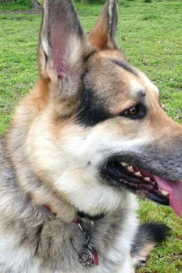 Pet Identification - A Major Role in Pet Safety