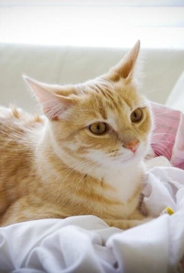 How to Keep Your Cat Safe During the Summer