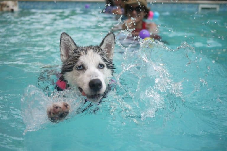 How to Teach Your Dog to Swim Miss Molly Says