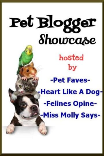 Pet Blogger Showcase