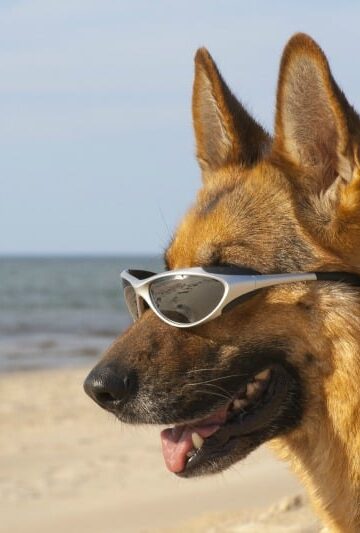 How to Have a Safe Beach Vacation with a Dog