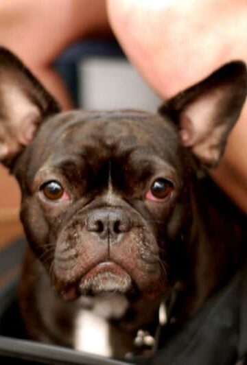 DIY Accessories Your Dog Will Adore