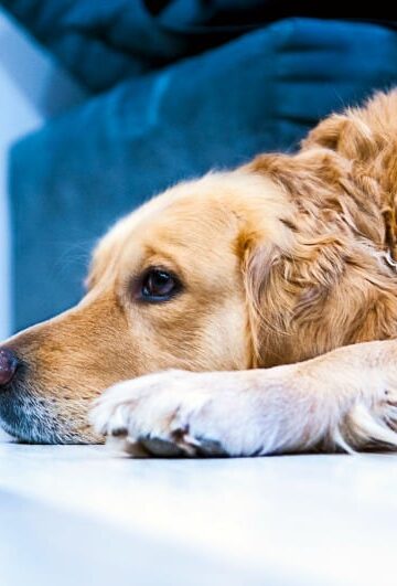 Making Your Office More Pet-Friendly