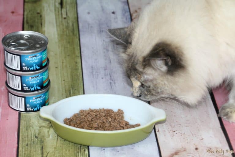 The Best Nutritious Cat Food for a Girl's Best Friend MyGreatCat