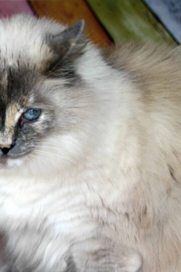 beautiful cat