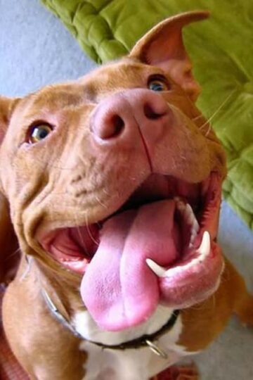 Simple Ways to Keep Your Pet Healthy and Happy