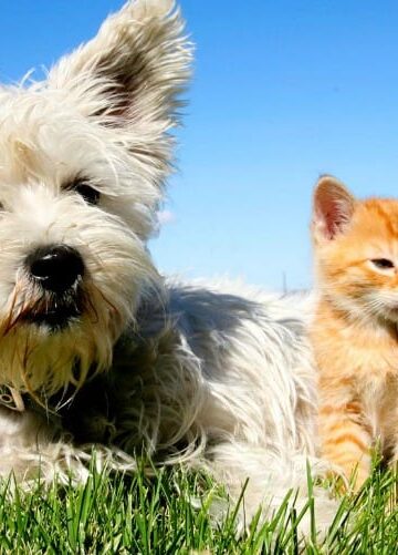 Helpful Pet Health Tips for Your Four-Legged Friend