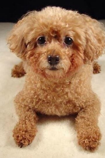 4 Signs You Should Take Your Poodle to the Veterinarian