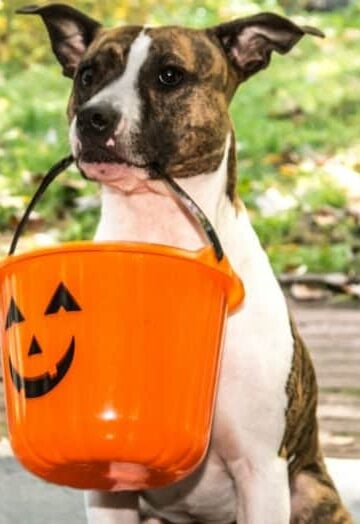 How to Keep Your Pets Safe this Halloween