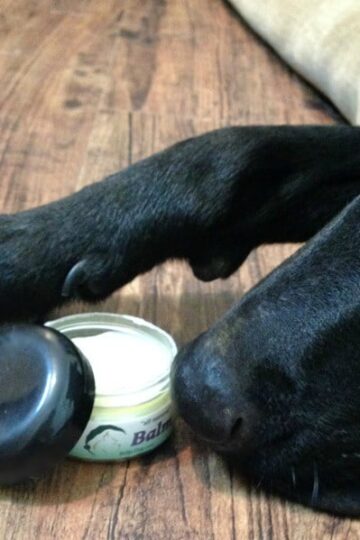 Kelp Balm with German Shepherd Lab Mix
