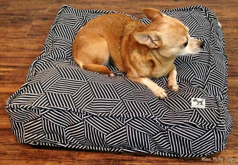 Dogs Love the EcoFriendly Molly Mutt Dog Bed! Miss Molly Says