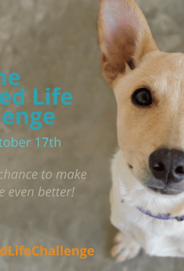 Join us for a Week of Dog Enrichment Activities in the #PAW5EnrichedLifeChallenge!