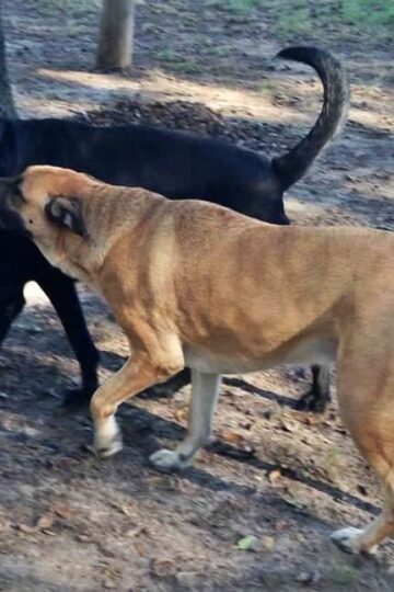 German Shepherd Lab mixes playing with Zogoflex Air Wox Dog Toy from West Paw