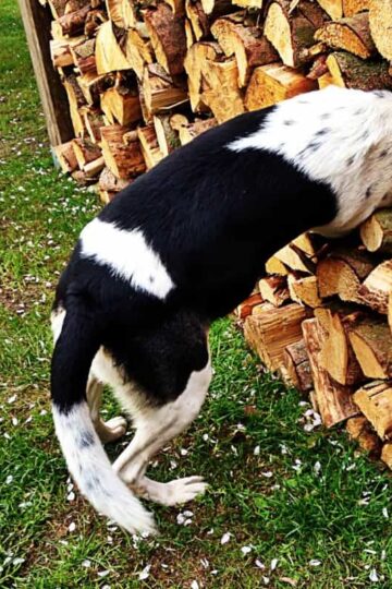 Dog Games, Puzzles and Mood Music for #PAW5EnrichedLifeChallenge