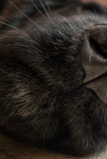 Nose Work, Puzzles and Tunnels for #PAW5EnrichedLifeChallenge