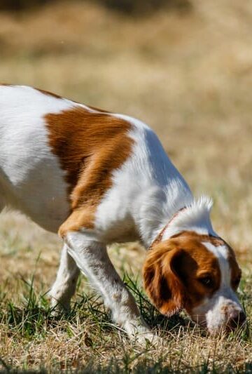 Kibble Hunt, Training & Dog Relaxation for #PAW5EnrichedLifeChallenge