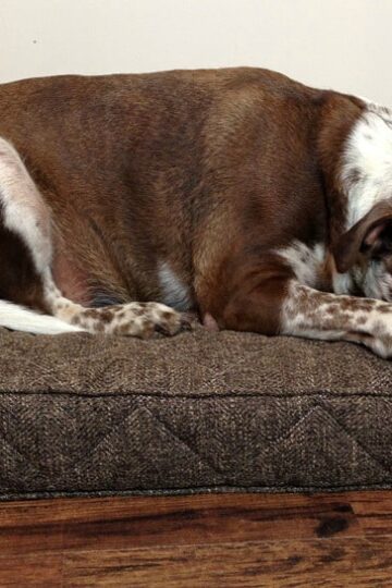 Heeler Pit Mix sleeping on Brentwood Home Runyon Pet Bed