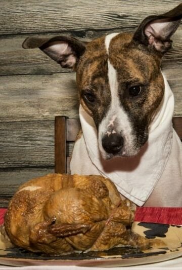 How to Keep Your Pets Safe this Thanksgiving