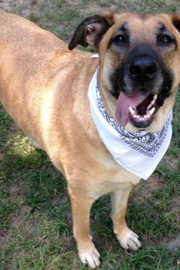 Serving Nutritional Natural Pet Food is Easier Than Ever! #PawNatural