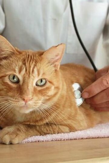 Felines Anonymous 5 Signs Your Kitty Needs a Vet