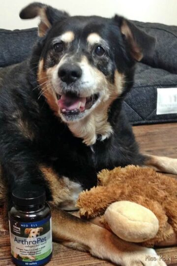 NeoCell ArthroPet Joint Support with senior rottweiler mix