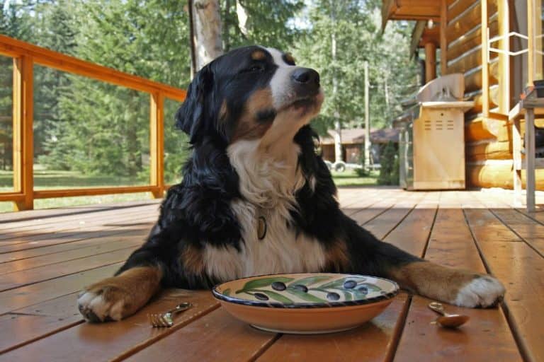 Why Do Dogs Guard Their Food? Miss Molly Says