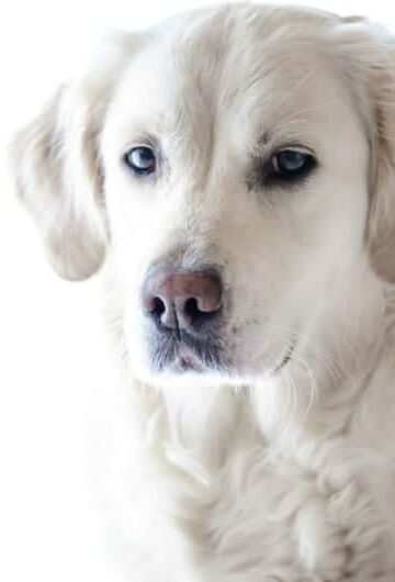 How to Help Your Dog Feel More Comfortable in a New Environment